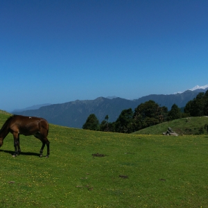 Beautiful Lush Green Meadow 