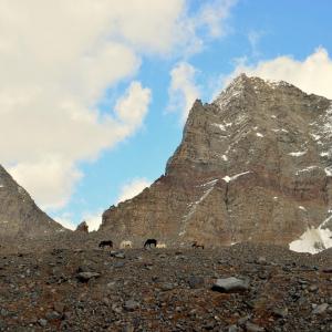 Horses go in search for food which is scarce in the barren mountains near Thamsar Pass