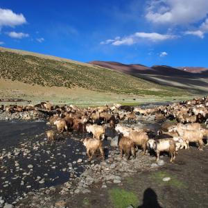 Nimaling is home to many local Shepards and you get to see this sight most evenings.  