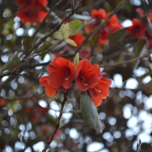 There are different varieties of flowers that bloom across the Barsey Sanctuary