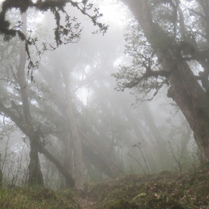 Forests of Barsey look very different in the misty setting.