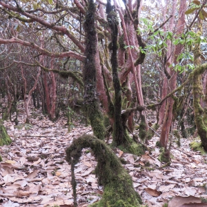 Unending forests filled with the beautiful flowers