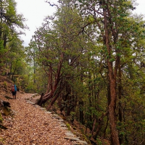 walking solo through the forest